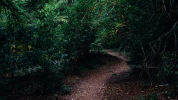 photograph of dirt pathway between trees