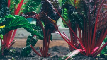 Swiss chard